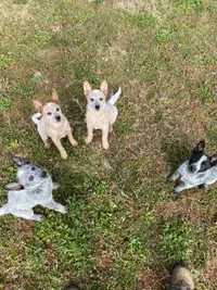 Just 3 left Puppies Red and Blue heelers(Australian Cattle Dogs)