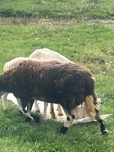 EWES SND RAMS FOr SALE , View more