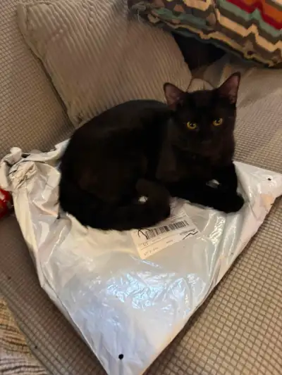 2 Black kitten brothers for adoption!, View more