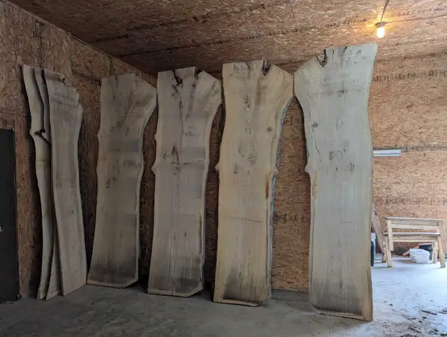 Large Live Edge slabs. Kiln Dried.  in Dining Tables & Sets in Winnipeg - Image 2