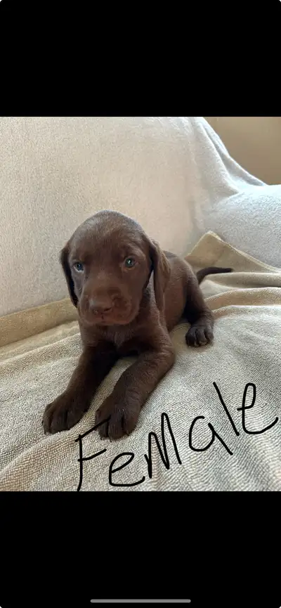 Lab puppy, View more