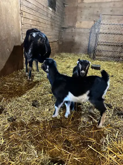 bottle babies LaMancha or Boer Doeling or Buckling, View more