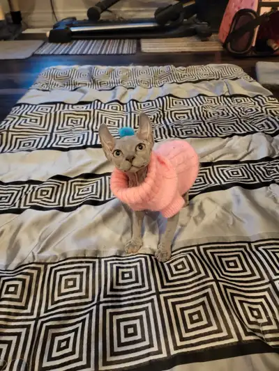 2 Female Sphynx Kittens for Sale – Purebred & Vaccinated!, View more