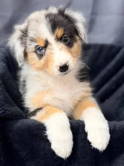 berger australien  enregistré CKC, View more