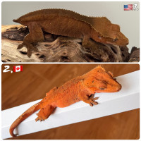 Crested Gecko 2-Pack Of Red Females Ready To Go!
