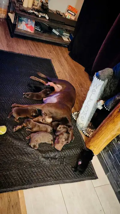 Chiots Labrador nés le 23 mars. Élevés chez nous. Dans notre maison. Ils seront vaccinés et vermifug...