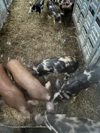 Pigs for sale 