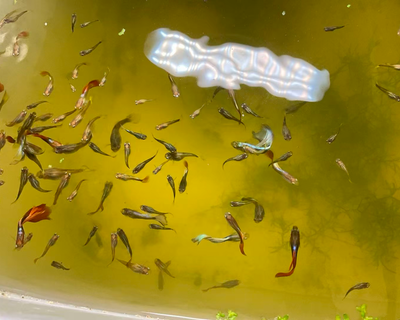 Beautiful Guppies and Free Snails, View more