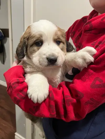 Labernese Puppies! Only 1 left!, View more