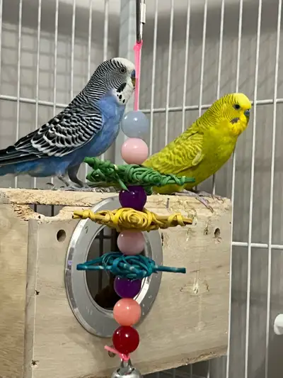 2 Budgies with Extra large Cage + Accessories, View more