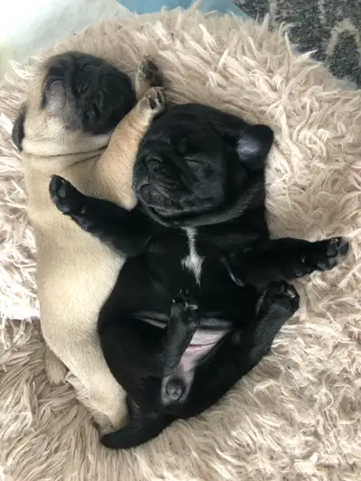 Cutest Purebred Pug Puppies, View more