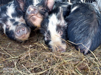 healthy  happy female kune kune pigs female and barrows 150$up
