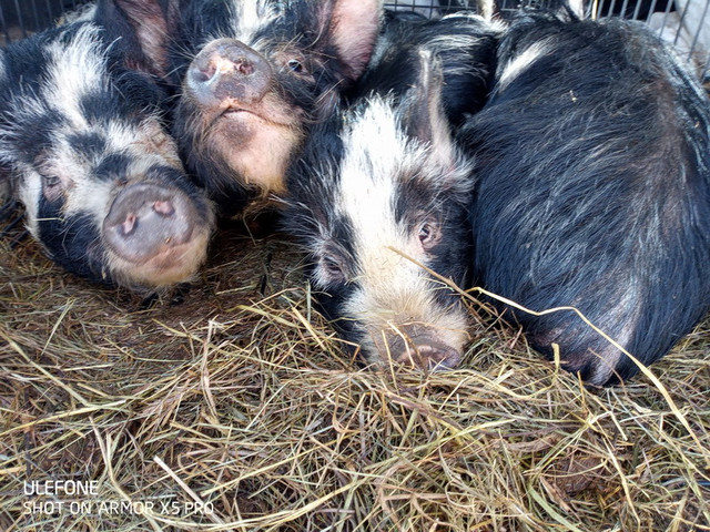 healthy  happy female kune kune pigs female and barrows 150$up dans Animaux de ferme  à Longueuil/Rive Sud