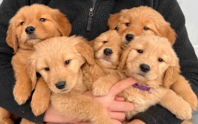 Golden retriever puppies in Dogs & Puppies for Rehoming in Longueuil / South Shore - Image 3