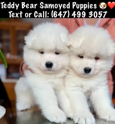 GORGEOUS SAMOYED PUPPIES NOW READY FOR THEIR NEW HOMES, View more