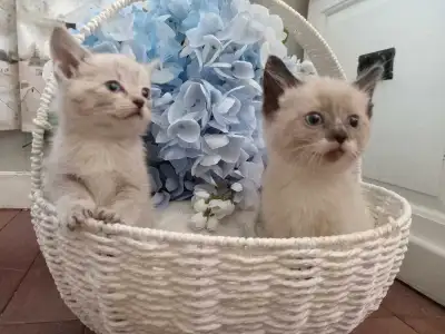 SOLD Siamese Kittens, View more