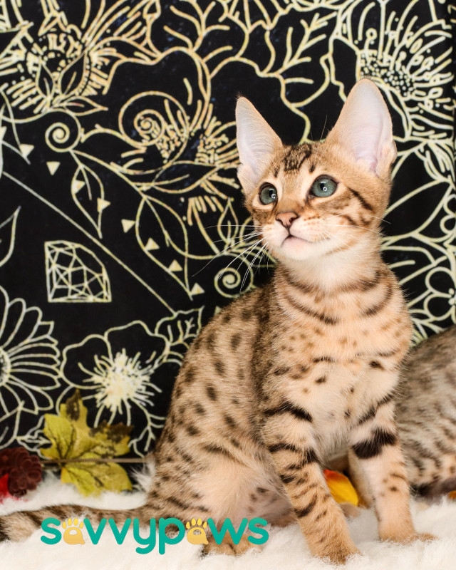 Unique Golden F7 Male Savannah Cat/Kitten TICA Registered! Cats