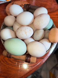 Welsh Harlequins hatching eggs