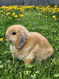 Holland lop dwarf baby bunny rabbit