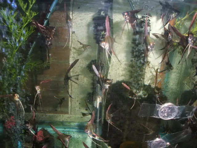 Community tropical fish - various types in Fish for Rehoming in City of Toronto - Image 9