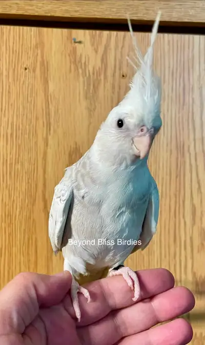 Handtame baby Whiteface Cinnamon Pearl Pied cockatiel, View more
