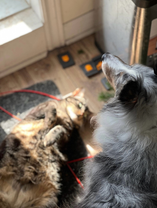 Emy’s Pets dans Services pour animaux  à Longueuil/Rive Sud