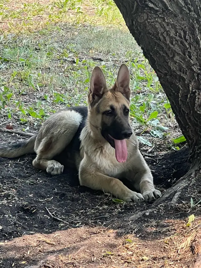 German Shepherd in Dogs & Puppies for Rehoming in Winnipeg - Image 2