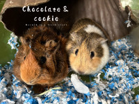 Pair of male Guinea Pig for adoption 