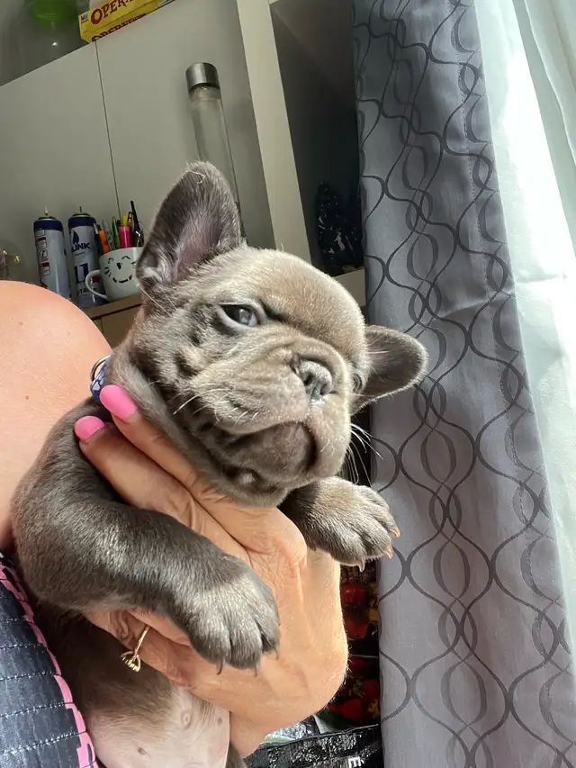 bouldogue français in Dogs & Puppies for Rehoming in City of Montréal - Image 3