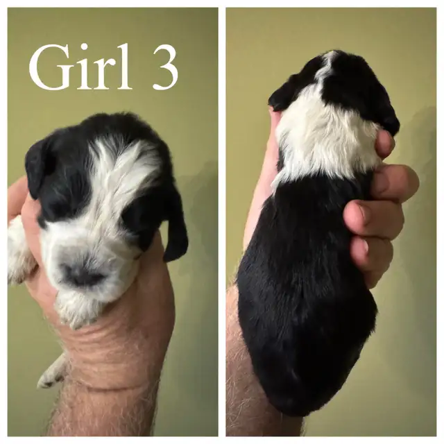 English Springer Spaniel pups - 1 girl in Dogs & Puppies for Rehoming in Owen Sound - Image 9