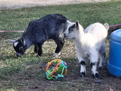 Salt and Pepper, were born beginning of April. They will be ready to go mid June. Salt is a beautifu...