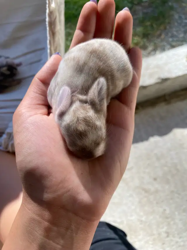 Holland lop baby bunnies✨ in Small Animals for Rehoming in Delta/Surrey/Langley - Image 5