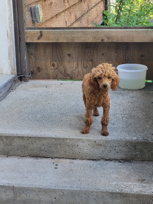 Ckc Red Male Toy Poodle 6 Months | Dogs & Puppies For Rehoming | Prince  Rupert | Kijiji
