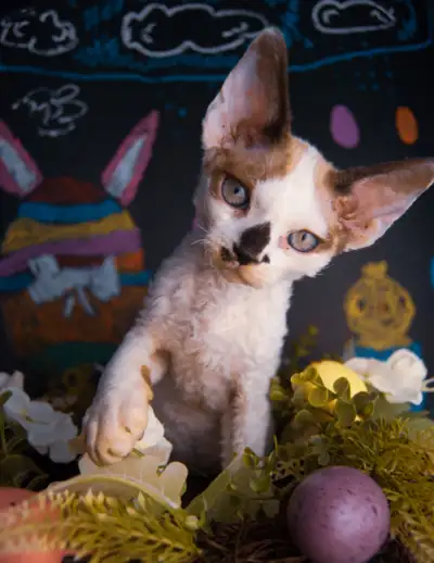 Registered Devon Rex Kitten, View more
