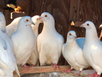 Pure white Pigeons