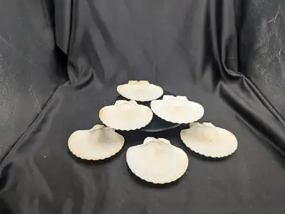 Fine Ceramic Scallop Shell Plates Set of 6 Made in Japan, View more