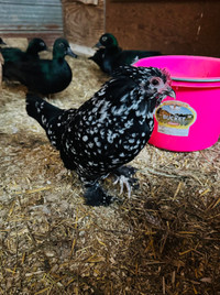 Mottled D’uccle Hatching Eggs & Chicks 