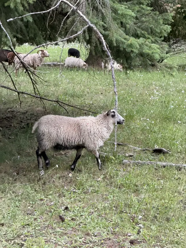 Icelandic lambs in Livestock in Vernon - Image 8