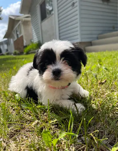 Shorkie/Cavalier Puppies, View more