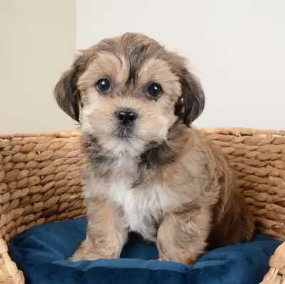 Cute Morkie Puppies Ready For New Homes Now, View more