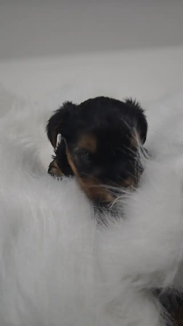 YORKSHIRE TERRIER PUPPY(male) in Dogs & Puppies for Rehoming in Oshawa / Durham Region - Image 6