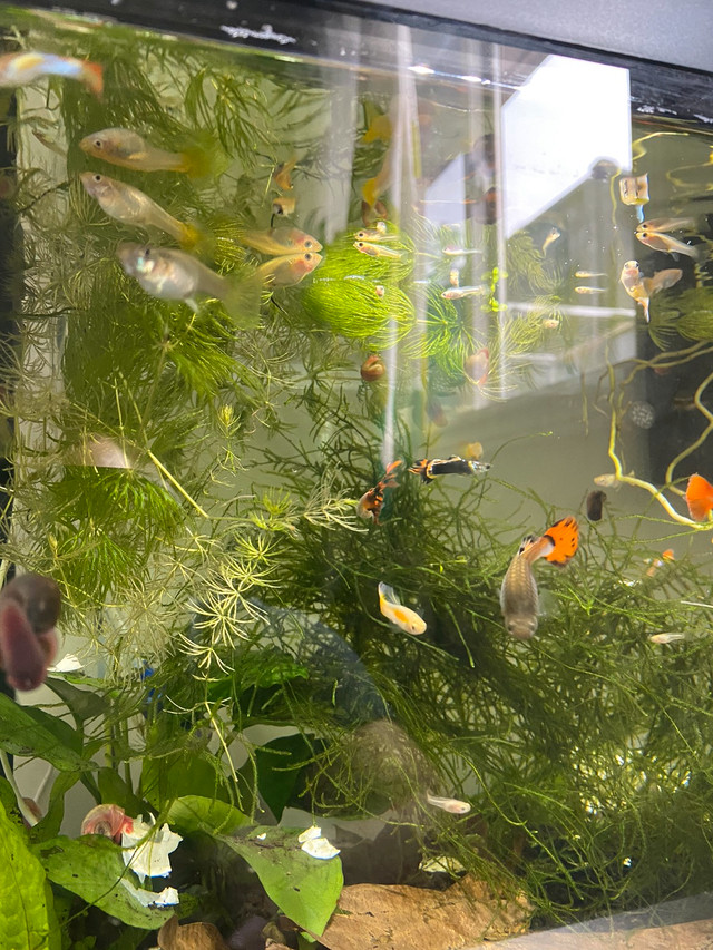 Yellow and Fancy Guppies For Sale (Sold Out) in Livestock in Barrie - Image 4