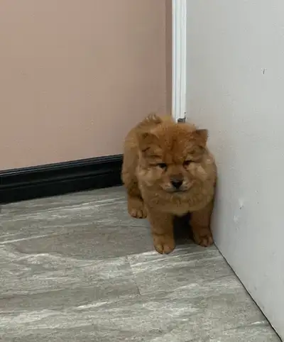 Ready 2 Go Today Chow puppies, View more
