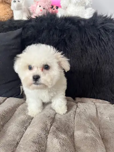 Bichon puppies, View more