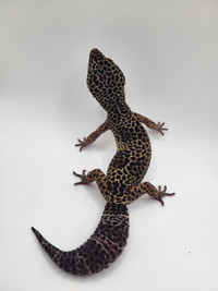 Female Leopard Geckos 