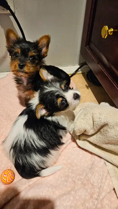 MALE YORKIE PUPPIES, View more