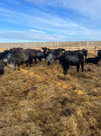 Angus and Simmental bred heifers
