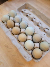 Unwashed Fertilized EE/olive hatching eggs $20per dozen