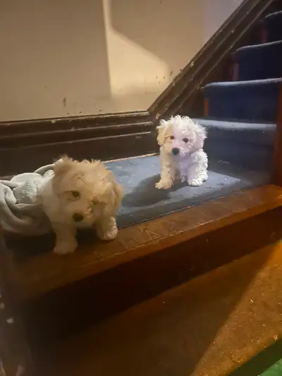 Bichon Frise puppies, View more