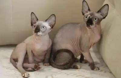 Allo j'ai acheté deux chats sphynx de la meme portée née le 1er mars 2025. Je déménage et je ne peux...